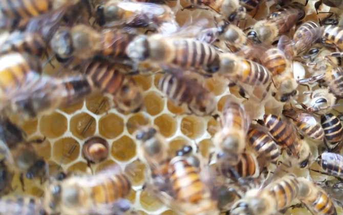 怎么能看出是有盜蜂? 盜蜂