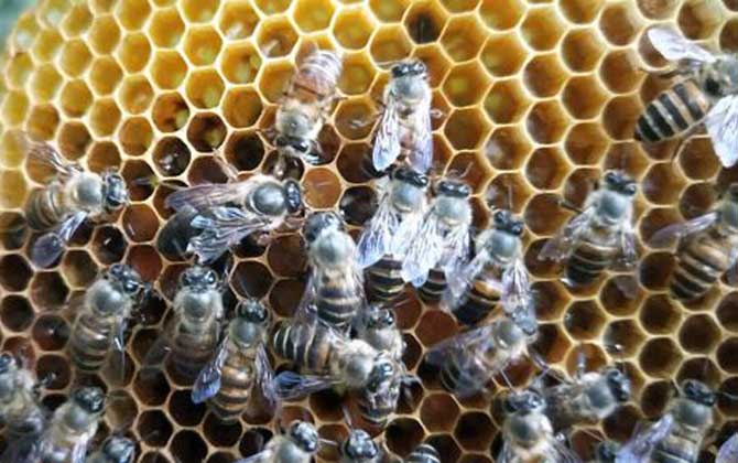 盜蜂是怎么形成的? 盜蜂