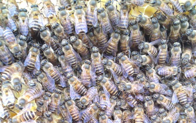 怎樣能讓工蜂停止產卵? 工蜂產卵