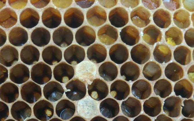 怎樣能讓工蜂停止產卵? 工蜂產卵