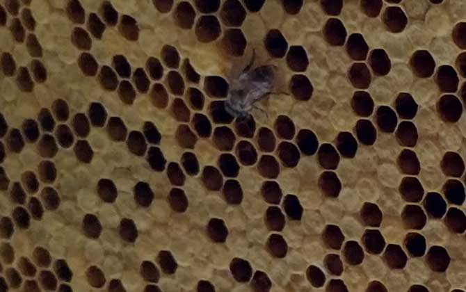 怎樣能讓工蜂停止產卵? 工蜂產卵
