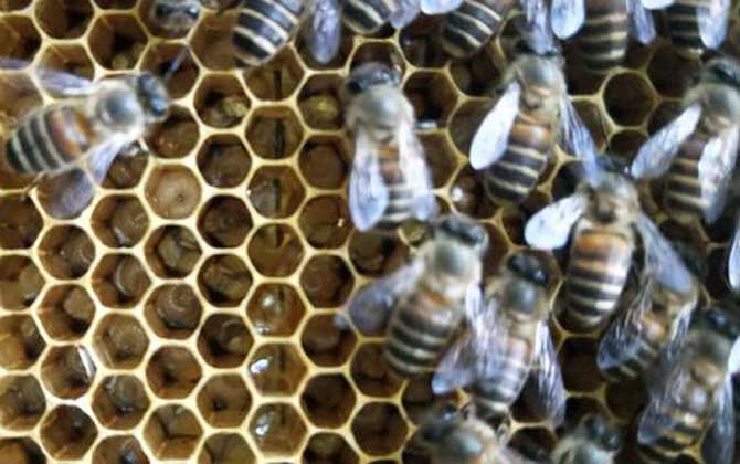 工蜂為什么會產卵? 工蜂產卵