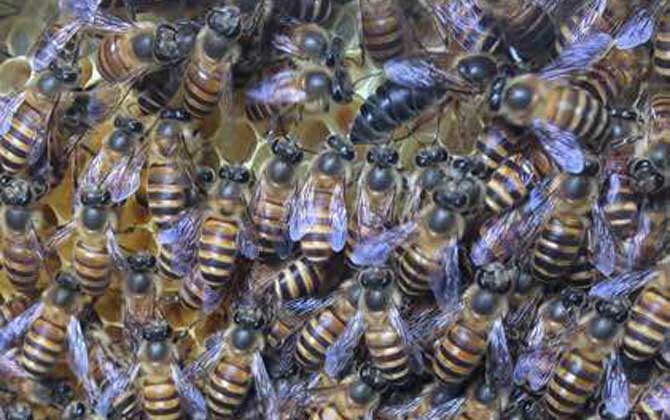 蜜蜂介王最快的方法 介王