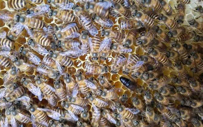 蜜蜂介王最快的方法 介王