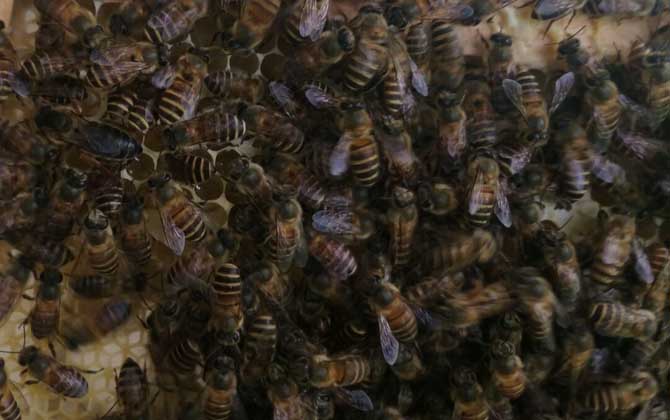 夏季怎樣讓蜂王多產卵? 夏季蜂王產卵