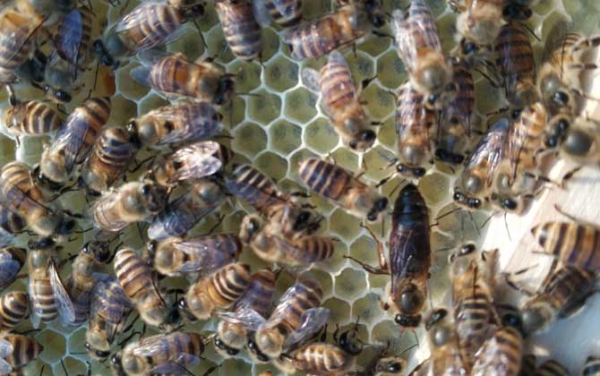 蜜蜂圍王怎么解決? 蜜蜂圍王