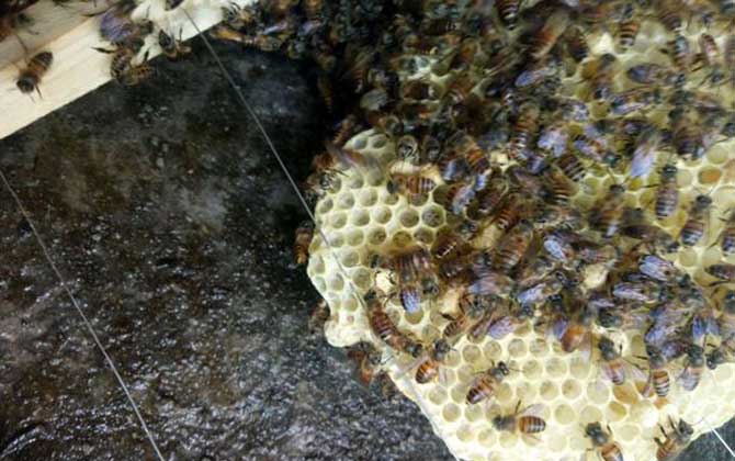 蜜蜂圍王怎么解決? 蜜蜂圍王