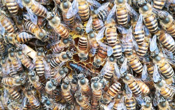 蜜蜂什么時候開始春繁? 蜜蜂春繁