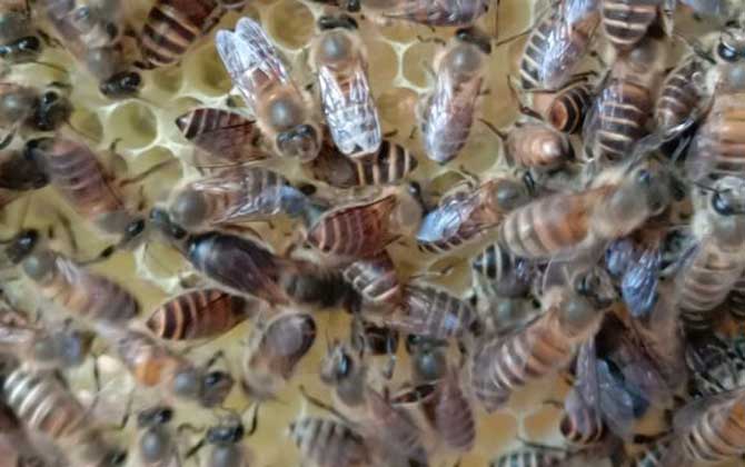 蜜蜂春季怎么繁殖最快? 蜜蜂春季繁殖