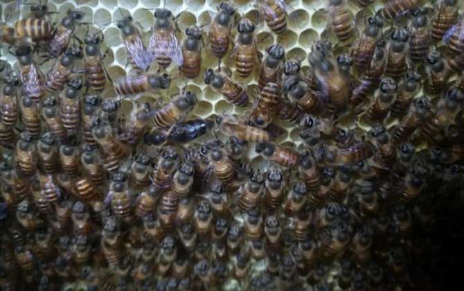蜜蜂春季養殖管理技術 蜜蜂春季養殖