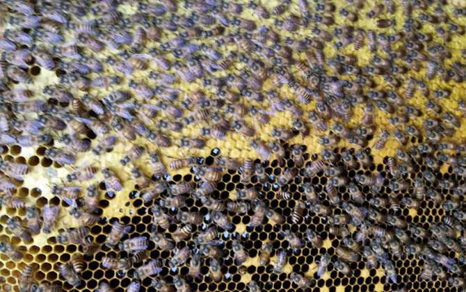 冬季飼喂蜜蜂有什么技巧? 冬季飼喂蜜蜂