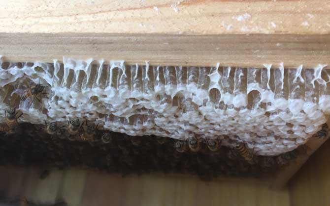 蜜蜂冬天是怎么過(guò)冬的? 蜜蜂過(guò)冬