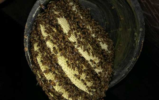 蜜蜂冬天是怎么過(guò)冬的? 蜜蜂過(guò)冬