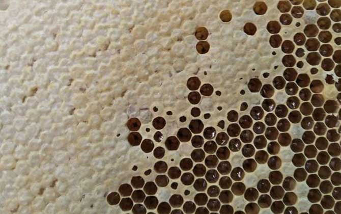 蜜蜂冬天是怎么過(guò)冬的? 蜜蜂過(guò)冬