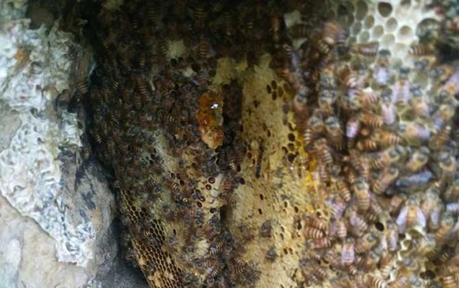 蜜蜂冬季養殖管理技術 蜜蜂冬季養殖