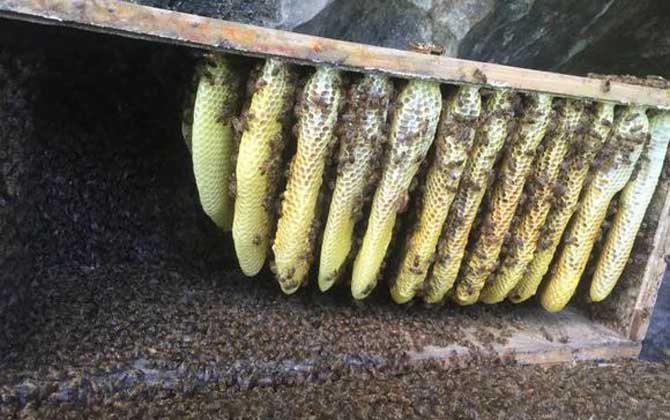 蜜蜂秋繁什么時候開始? 蜜蜂秋繁