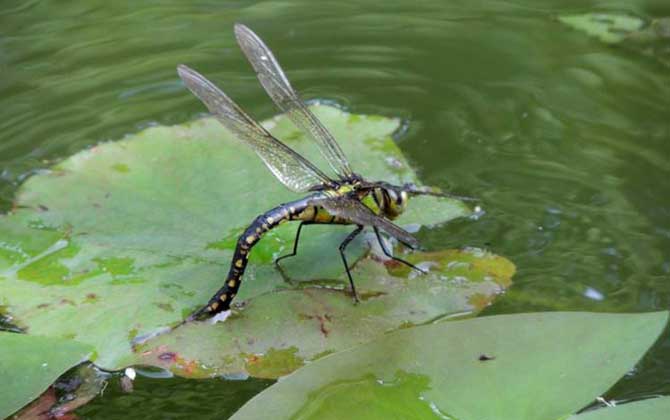 蜜蜂的天敵是什么動物? 蜻蜓