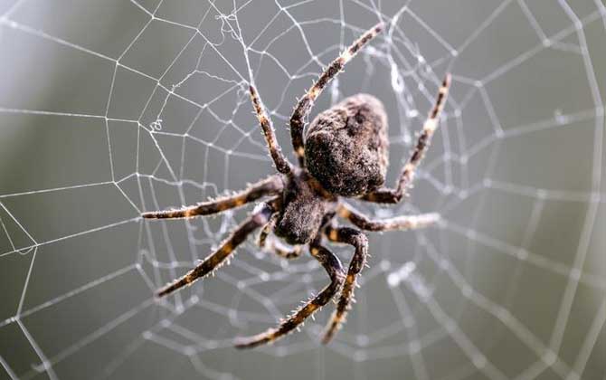 蜜蜂的天敵是什么動物? 蜘蛛