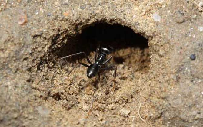 蜜蜂的天敵是什么動物? 螞蟻