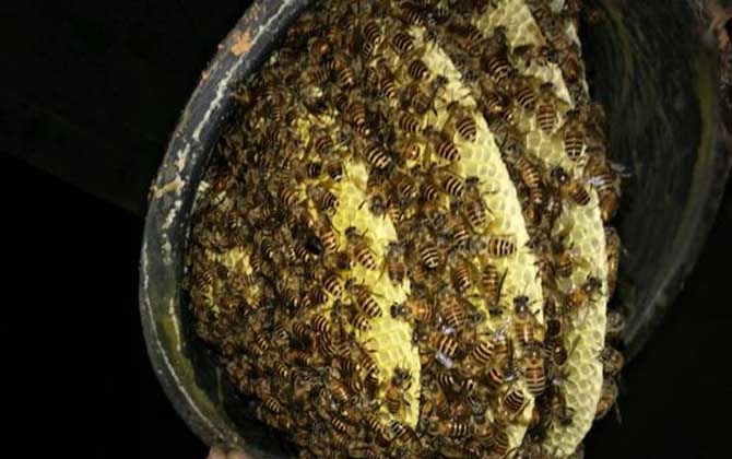 一箱蜜蜂一年產(chǎn)多少蜜? 蜜蜂產(chǎn)多少蜜