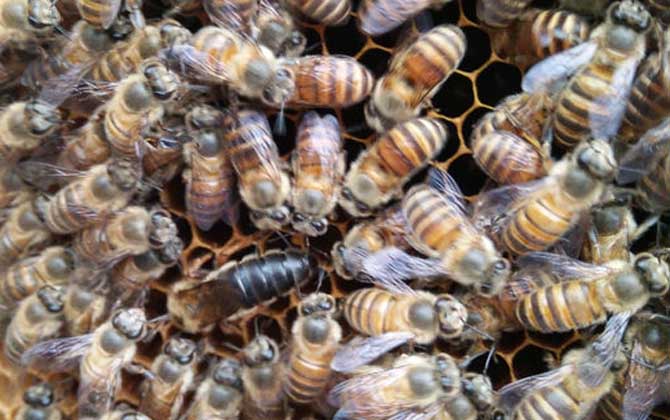 蜜蜂怎么獎勵飼喂? 獎勵飼喂