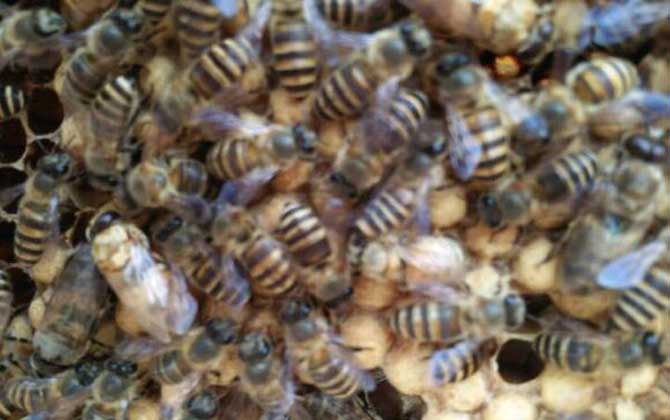 蜜蜂怎么獎勵飼喂? 獎勵飼喂