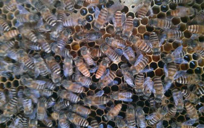 蜜蜂怎么獎勵飼喂? 獎勵飼喂