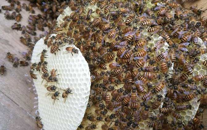蜜蜂春繁技術及注意事項 蜜蜂春繁