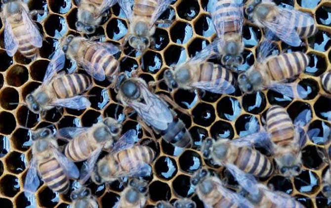 新手養什么蜂比較好? 養蜂