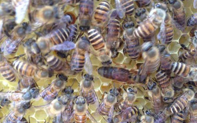 新手養什么蜂比較好? 養蜂