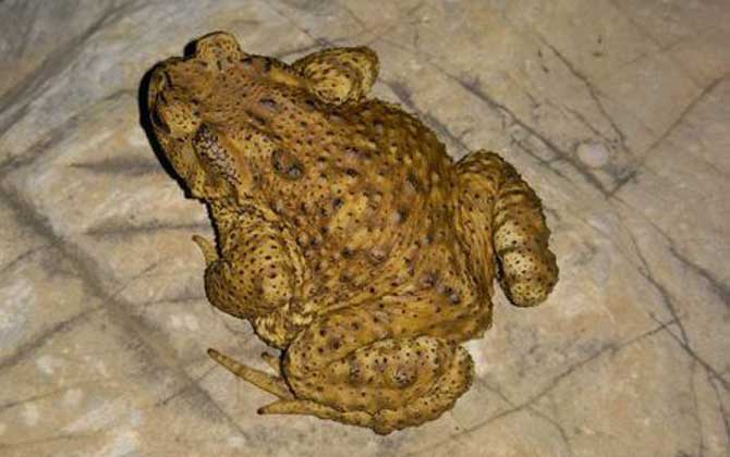 養(yǎng)蜜蜂怎么防止蟾蜍? 蟾蜍