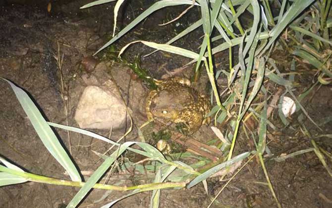 養(yǎng)蜜蜂怎么防止蟾蜍? 蟾蜍