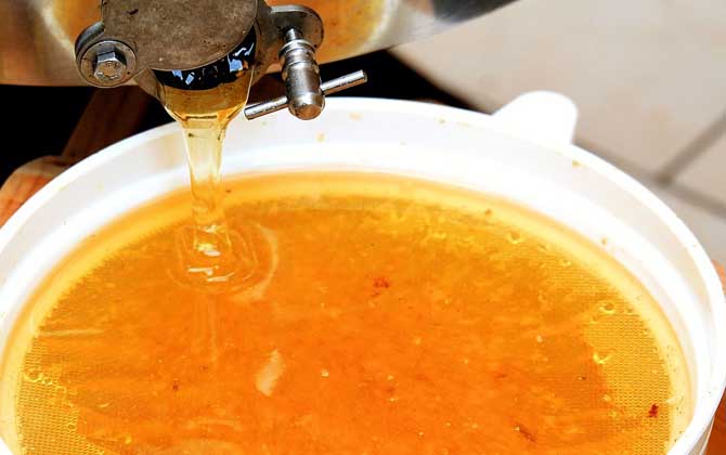 橙花蜜的作用與功效及食用方法 橙花蜜