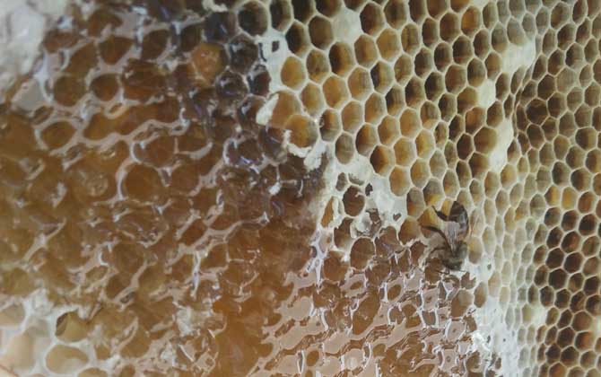 百花蜜價(jià)格多少錢一斤? 百花蜜