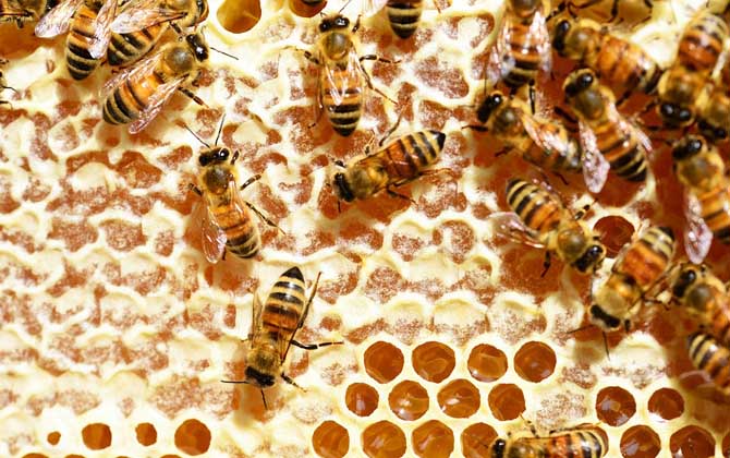 真蜂蜜大概多少錢一斤? 真蜂蜜