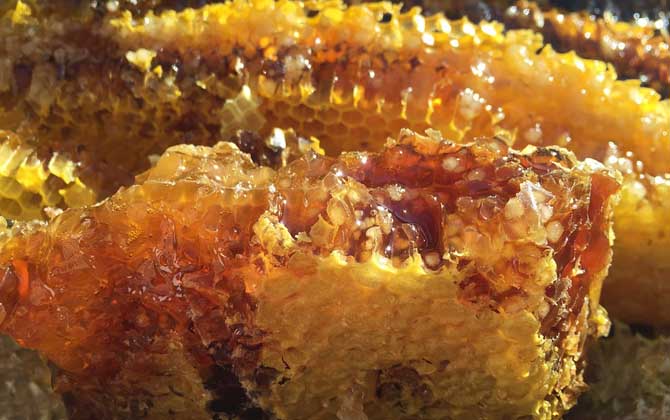 真正的蜂蜜多少錢一斤? 蜂蜜