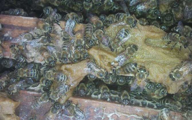 蜂膠是什么東西制作的? 蜂膠