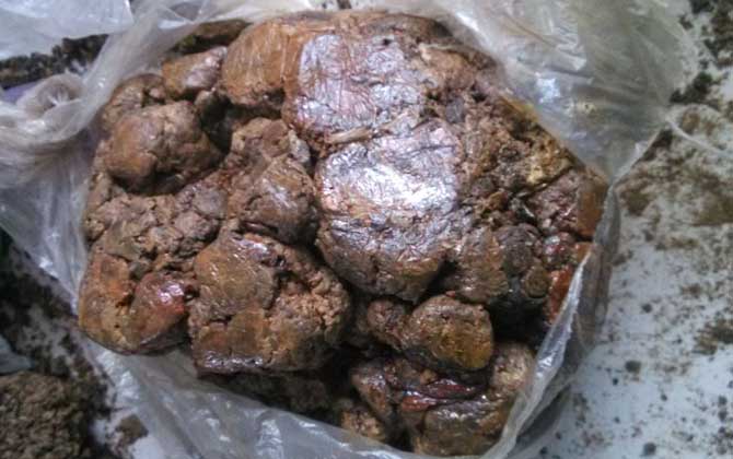 蜂膠適宜什么人群吃? 蜂膠