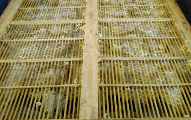 蜂膠適宜什么人群吃? 蜂膠