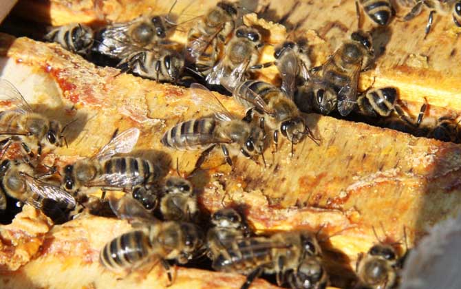 蜂膠對性功能有作用嗎? 蜂膠