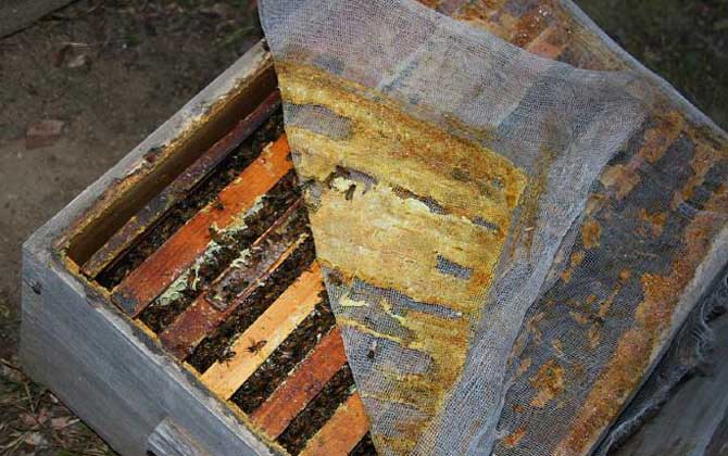 蜂膠在蜂巢的什么地方? 蜂膠