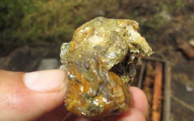 蜂膠在家里怎么提煉? 蜂膠