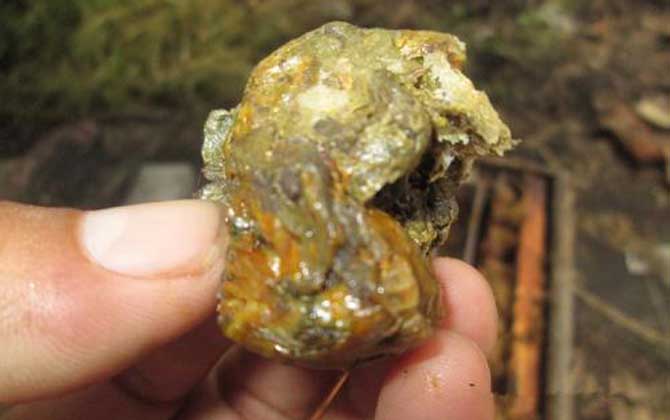 吃蜂膠的好處與禁忌 蜂膠