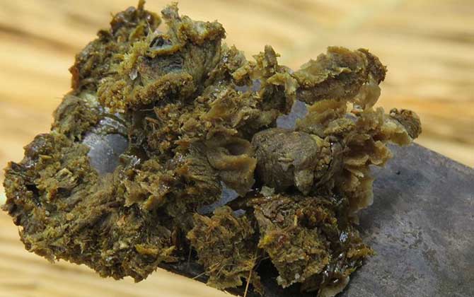 一斤蜂膠泡多少酒最合適? 蜂膠