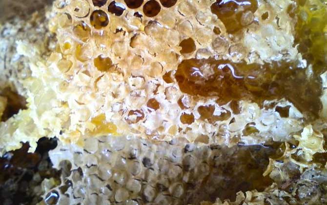 蜂巢的功效與作用及食用方法 蜂巢