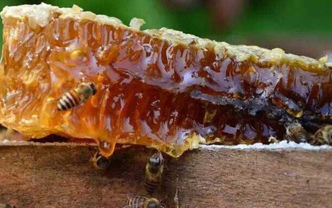 孕婦可以吃蜂巢素嗎? 蜂巢素