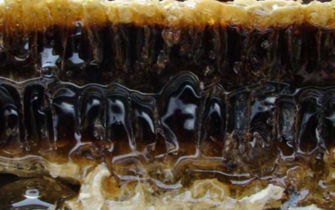 孕婦可以吃蜂巢素嗎? 蜂巢素