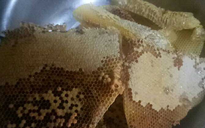 蜂巢是怎么形成的? 蜂巢