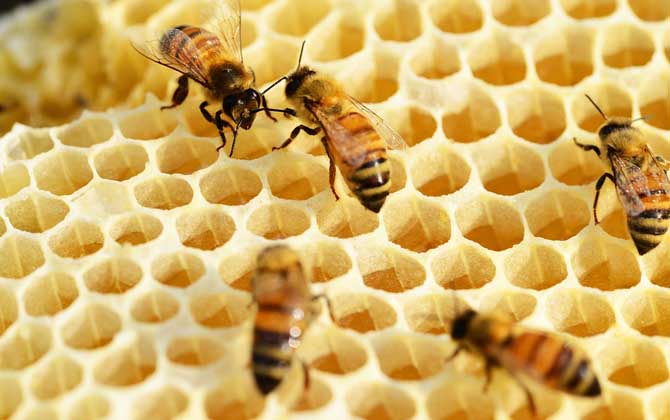 蜂巢怎么吃效果最好? 蜂巢