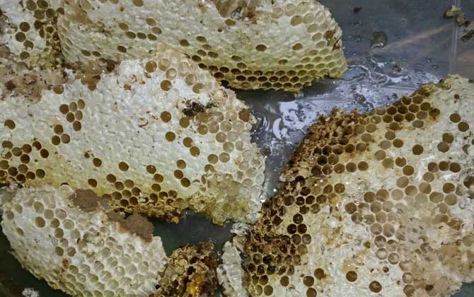 蜂巢和巢蜜的區(qū)別 蜂巢